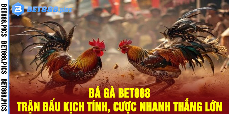 Đá Gà Bet888