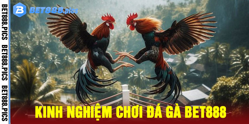 đá gà Bet888
