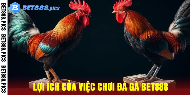đá gà Bet888